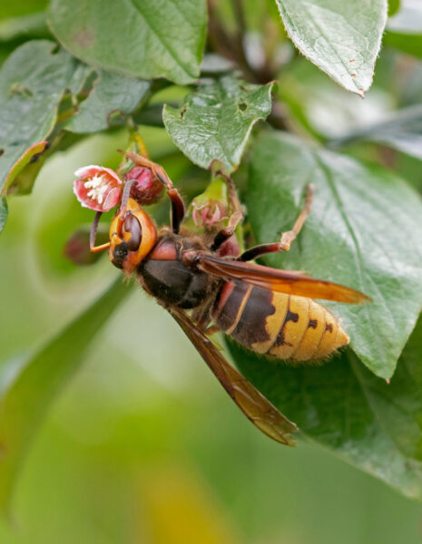 European hornet (Vespa crabro) resting on a flower.