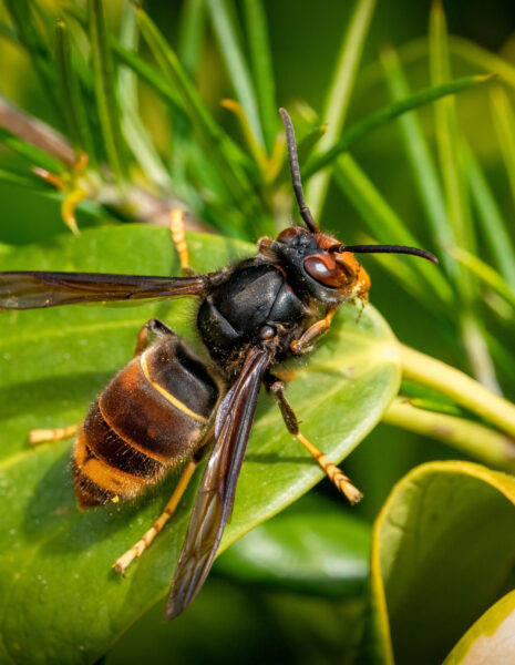 Frelon asiatique (Vespa velutina)